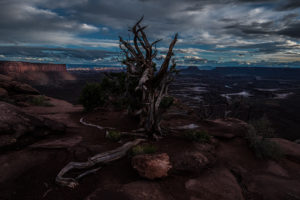 Yeiter photo - Utah dead tree and vista